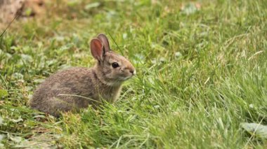 Küçük bir Amerikan tavşanı çimlerde ot yiyor..