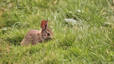 Küçük bir Amerikan tavşanı çimlerde ot yiyor..