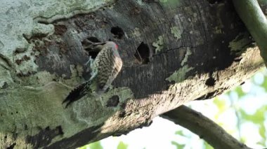 Yaz ormanında kuzey titreşimli (Colaptes auratus) yuvası (boşluk). Bu ağaçkakan Kuzey Amerika 'ya, hatta Orta Amerika ve Küba' ya dağıtıldı..
