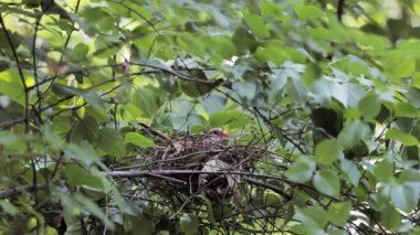 Yuvada dişi bir Kuzey Kardinali (Cardinalis Cardinalis) veya Kızıl Kardinal (Cardinalis Cardinalis).
