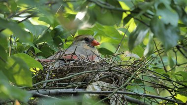 A female northern or red cardinal ((Cardinalis cardinalis) on the nest in a summer forest. clipart