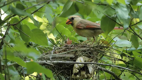 Kuzey veya Kızıl Kardinal (Cardinalis cardinalis) yaz ormanlarındaki yuvada yaşar..