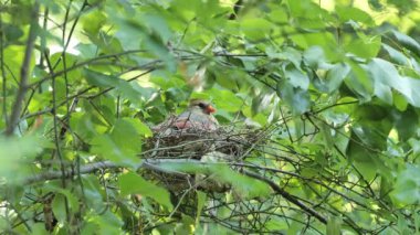 Yuvada dişi bir Kuzey Kardinali (Cardinalis Cardinalis) veya Kızıl Kardinal (Cardinalis Cardinalis).