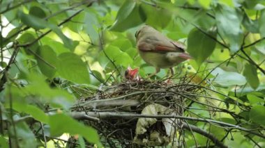 Female and male Northern Cardinals (Cardinalis cardinalis) or red cardinals feeding chicks.