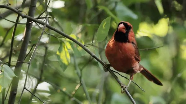Bir erkek veya kızıl kardinal (Cardinalis cardinalis) yaz ormanlarında bir yuvanın yakınında.