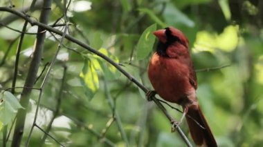 Bir erkek veya kızıl kardinal (Cardinalis cardinalis) yaz ormanlarında bir yuvanın yakınında.