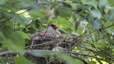 Yuvada dişi bir Kuzey Kardinali (Cardinalis Cardinalis) veya Kızıl Kardinal (Cardinalis Cardinalis).