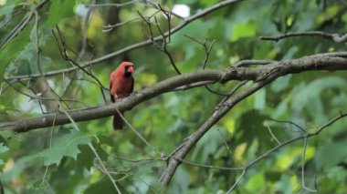 Bir erkek veya kızıl kardinal (Cardinalis cardinalis) yaz ormanlarında bir yuvanın yakınında.