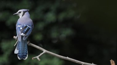 Mavi alakarga (Cyanocitta cristata) yaz ormanlarında brunch yapıyor..