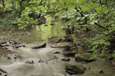 Yağmur fırtınasının sebep olduğu bir yaz ormanında dere (dere). 