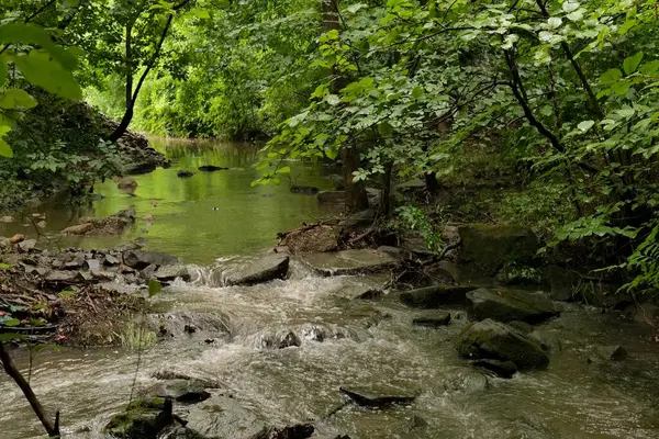 Yağmur fırtınasının sebep olduğu bir yaz ormanında dere (dere). 