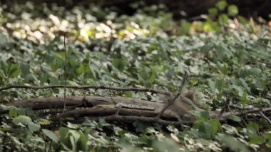 Doğu gri sincap (Sciurus carolinensis) yaz ormanlarında yiyecek arar..