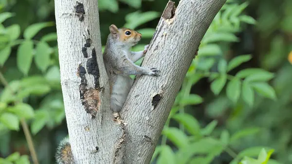 Gri sincap veya doğu gri sincap (Sciurus carolinensis) ormandaki bir ağaçta.