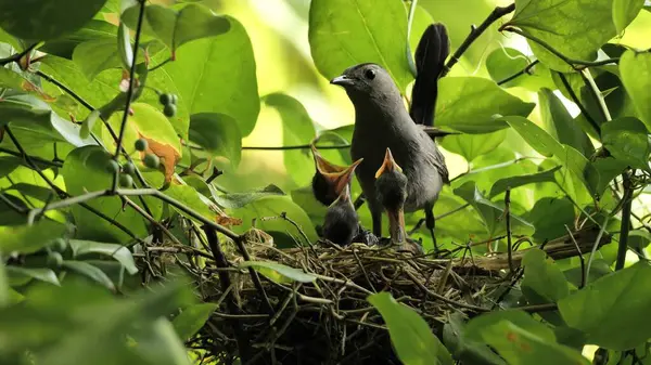 Gri kedi kuşu erkeği (Dumetella carolinensis) yuvadaki bebekleri besler.