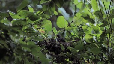 Gri kedi kuşu erkeği (Dumetella carolinensis) yuvadaki bebekleri besler.