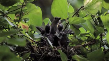 Gri kedi kuşu erkeği (Dumetella carolinensis) yuvadaki bebekleri besler.