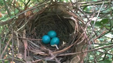 Ormandaki çalılıkların arasında gri bir kuş yuvası