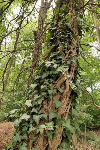 Ağaçlar sarmaşıkla kaplanmış (Hedera) yaz ormanlarında.