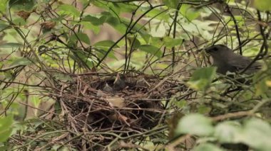 Gri Kedi Kuşu 'nun dost canlısı ailesi orman parkında