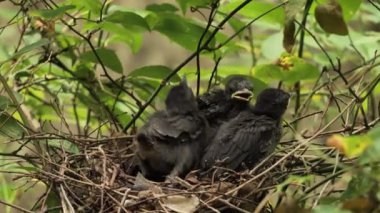 Yetişkin kedi kuşu yavruları yuvanın etrafında dolanıp kanatlarını çalıştırıyorlar..