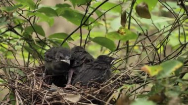 Yetişkin kedi kuşu yavruları yuvanın etrafında dolanıp kanatlarını çalıştırıyorlar..