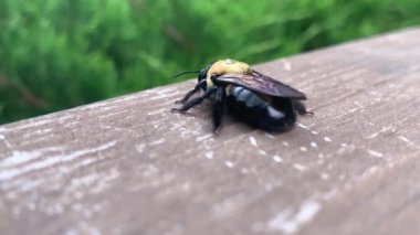 Carpenter bee (Xylocopa) yuva yapacak bir yer arıyor.