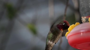 Kırmızı başlı sinekkuşu (Trochilidae) şeker şuruplu bir besleyicinin yanında.