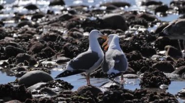 Kaliforniya sahillerinde martılar.