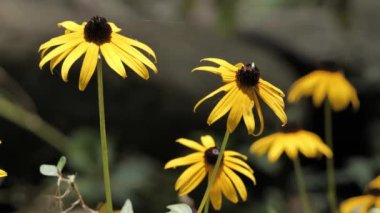 Bir derenin kıyısında büyük sarı çiçekler (Asteraceae).