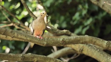 Ormandaki bir dalda küçük bir güvercin yatıyor..