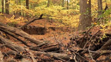 Nehrin kıyısında renkli sonbahar yaprakları.