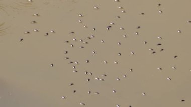 Bir girdap böceği sürüsü veya su böcekleri (Gyrinidae) parktaki bir göletin yüzeyinde yüzerler..