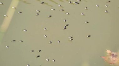 Bir girdap böceği sürüsü veya su böcekleri (Gyrinidae) parktaki bir göletin yüzeyinde yüzerler..