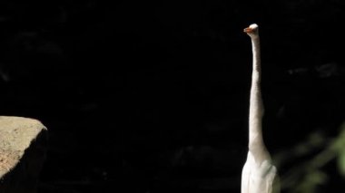 Büyük balıkçıl (Ardea alba) ya da ormandaki küçük bir gölde dinlenen büyük beyaz balıkçıl..