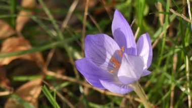 Eski parkta sonbahar mor kır çiçeği.