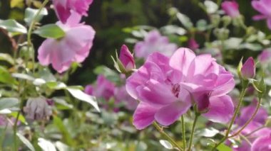 Sonbahar bahçesinde büyük güzel güller.