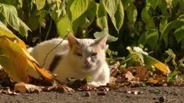 Bir kedi eski bir bahçede dinleniyor..