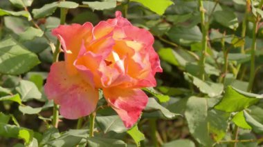 Sonbahar bahçesinde büyük güzel güller.