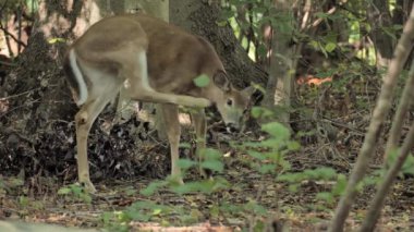 Geyik (Cervidae) bir sonbahar ormanının gölgesinde dinleniyor