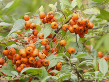 Bir sonbahar orman parkında böğürtlen.