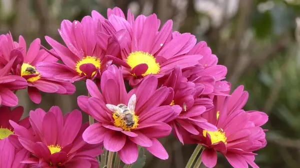 Bir sonbahar parkında kasımpatı çiçeğinin üzerinde çiçek sineği (Anthomyia).