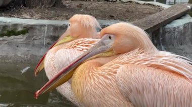 Parkta dinlenen büyük beyaz pelikan (Pelecanus onocrotalus).