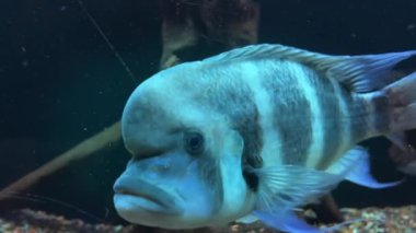 Kelebek (Argynnis) yaz çiçeklerinde nektarla beslenir..