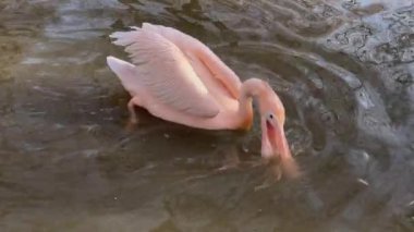 Kelebek (Argynnis) yaz çiçeklerinde nektarla beslenir..