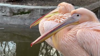 Parkta dinlenen büyük beyaz pelikan (Pelecanus onocrotalus).