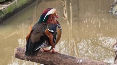 Mandarin Ördeği (Aix galericulata) parkta dinleniyor.