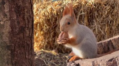 Şirin sincap çiftlikte fındık yiyor..