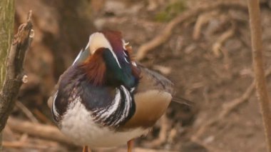 Mandarin Ördeği (Aix galericulata) bir orman parkında dinleniyor..