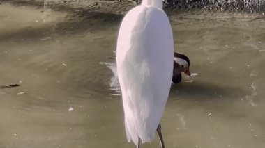 Büyük balıkçıl (Ardea alba) ve bir mandalina sürüsü (Aix galericulata)).