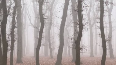 Orman parkında sisli ağaçlar.